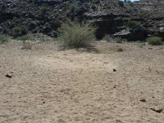 Equus zebra hartmannae