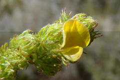 Aspalathus asparagoides asparagoides