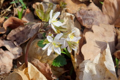 Isopyrum thalictroides