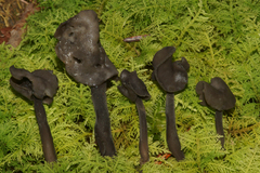 Helvella atra