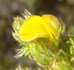 Aspalathus asparagoides asparagoides