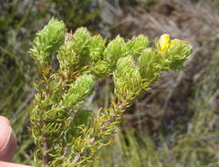 Aspalathus asparagoides asparagoides