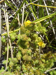 Aspalathus asparagoides asparagoides