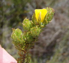 Aspalathus asparagoides asparagoides
