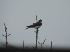 Progne chalybea