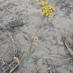 Achillea micrantha