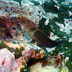 Ophioblennius steindachneri