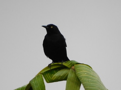 Quiscalus lugubris