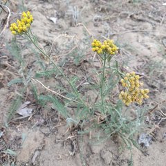 Achillea micrantha