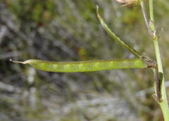 Tephrosia capensis capensis
