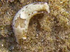 Chelidonura