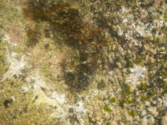 Actinostella bradleyi