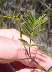 Tephrosia capensis capensis
