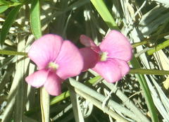 Tephrosia capensis capensis