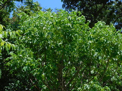 Jatropha curcas
