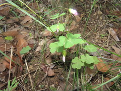 Oxalis metcalfei
