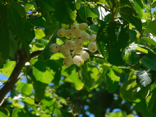 Jamaican nettletree (Cordia alba)