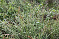Carex spissa