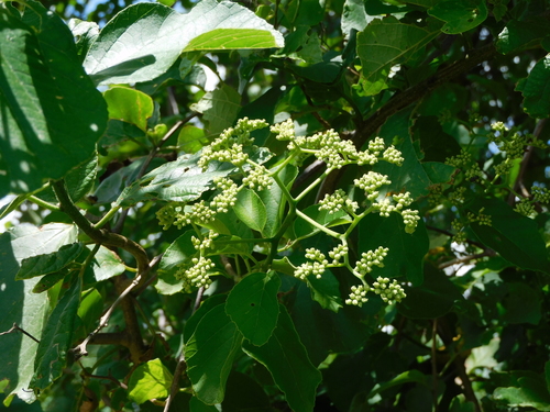 Image of Cordia alba by (c) Luis Rubio-Yépez, some rights reserved (CC BY)