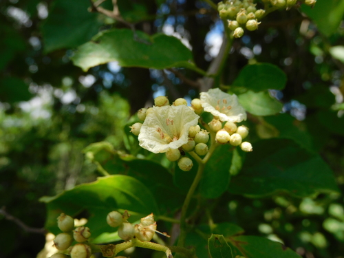 Image of Cordia alba by (c) Luis Rubio-Yépez, some rights reserved (CC BY)