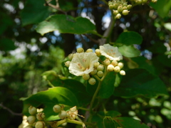 Cordia alba