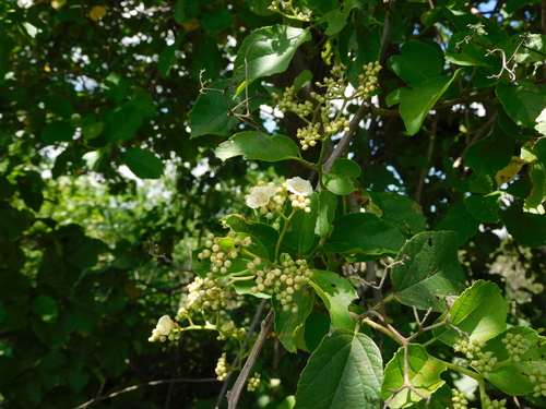 Image of Cordia alba by (c) Luis Rubio-Yépez, some rights reserved (CC BY)