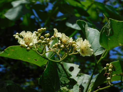 Image of Cordia alba by (c) Luis Rubio-Yépez, some rights reserved (CC BY)