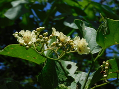 Cordia alba