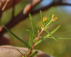 Empleurum unicapsulare