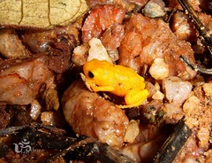 Brachycephalus ephippium