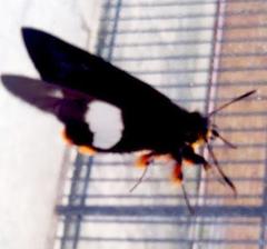 Coeliades forestan forestan