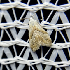 Eublemma roseana