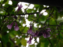Tanaecium dichotomum