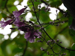 Tanaecium dichotomum