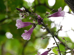 Tanaecium dichotomum