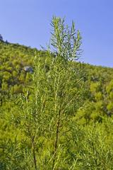 Empleurum unicapsulare