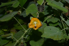 Abutilon auritum