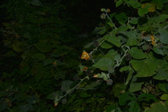 Abutilon auritum