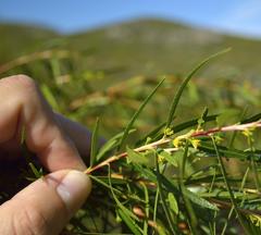 Empleurum unicapsulare