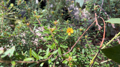 Pultenaea tarik