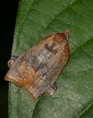 Amorbia curitiba
