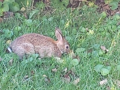 Sylvilagus floridanus