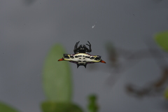 Gasteracantha westringi