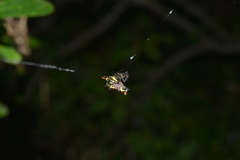 Gasteracantha westringi