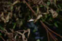 Gasteracantha westringi