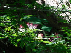 Calliandra magdalenae