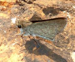 Gegenes pumilio gambica