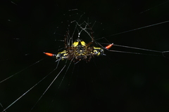 Gasteracantha westringi