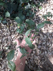 Smilax campestris