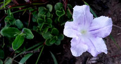 Ruellia pilosa